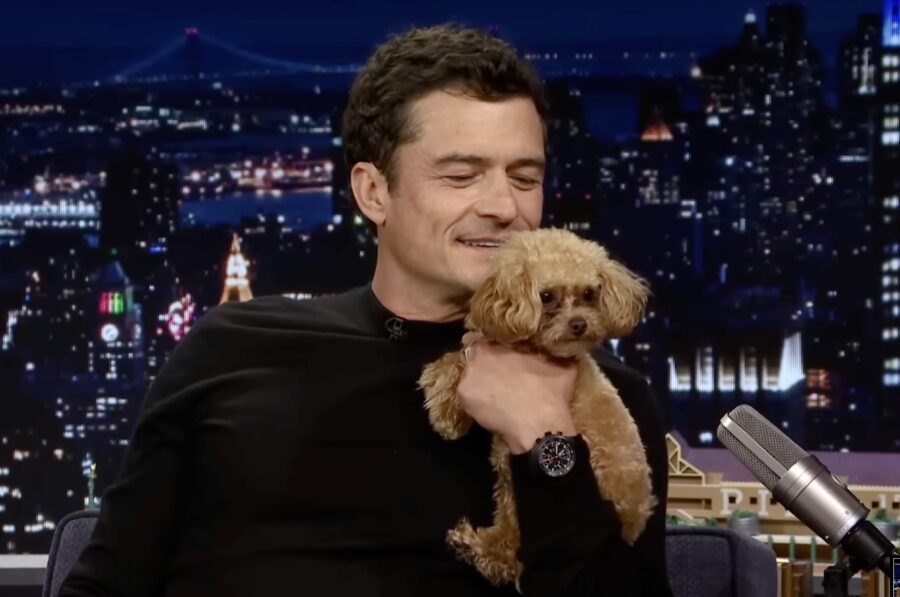 Orlando Bloom Dogs Snatch the Spotlight on News Journey Orlando Bloom Dogs Snatch the Spotlight on News Journey