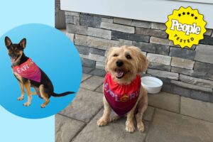 This  Petsmart Cooling Turban makes my dog ​​comfortable
