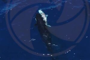 Orca filmed hunting great white sharks and eating their livers