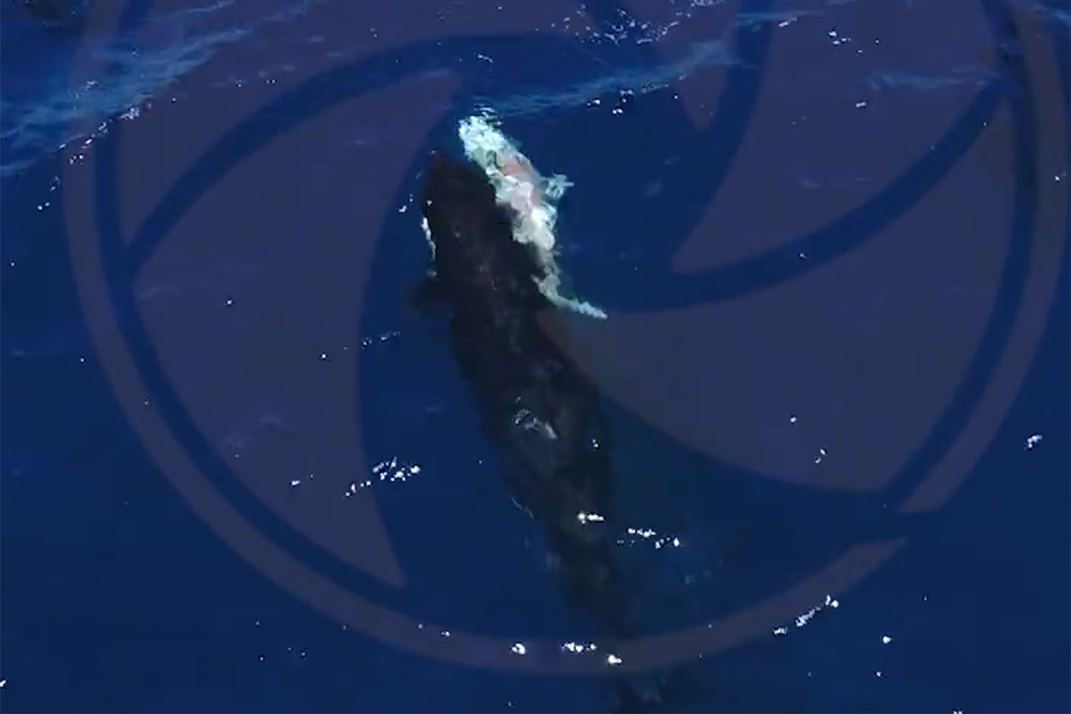 Orca filmed hunting great white sharks and eating their livers Orca filmed hunting great white sharks and eating their livers